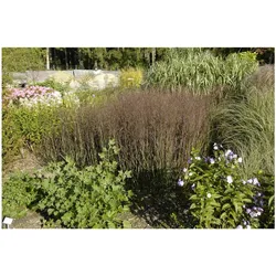 Panicum virgatum 'Heiliger Hain', Rutenhirse, ca. 9x9 cm Topf