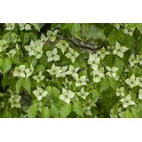 Pflanzen Für Dich Cornus Kousa Chinensis China Girl Chinesischer Blumen-Hartriegel 150–175 cm
