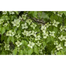 Pflanzen Für Dich Cornus Kousa Chinensis China Girl Chinesischer Blumen-Hartriegel 150–175 cm