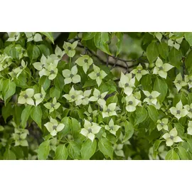 Pflanzen Für Dich Cornus Kousa Chinensis China Girl Chinesischer Blumen-Hartriegel 150–175 cm