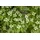 Pflanzen Für Dich Cornus Kousa Chinensis China Girl Chinesischer Blumen-Hartriegel 150–175 cm