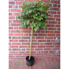 pflanzen-boering Kugelahorn auf Stamm Gesamthöhe: 180-190 cm Stammhöhe: 125 cm Acer platanoides Globosum