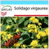 Saflax Geschenk Set - Echte Goldrute - Solidago virgaurea - 100 Samen - Mit Geschenkbox, Versandaufkleber, Geschenkkarte und Anzuchtsubstrat