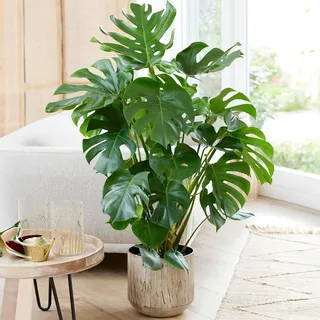 Schweizer Käse-Pflanze Monstera Deliciosa Zimmerpflanzen Immergrüne Topfpflanze für drinnen. 80-90cm