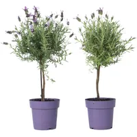 Plant in a Box - Lavendelbaum - 2 Stk
