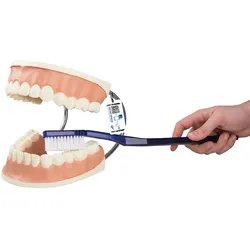 Riesen Zahn Modell zur Zahnpflege, 3-fache Größe - 3B Smart Anatomy