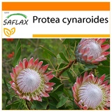 Saflax Garden in the Bag - Protea cynaroides