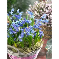 Pflanzen Für Dich Scilla siberica 'Spring Beauty', Blaustern, leuchtend
