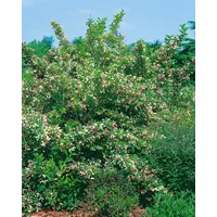 Pflanzen Für Dich Weigela florida 'Majorie', Weigelie, rosa Blüten,