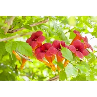 Pflanzen Für Dich Campsis radicans 'Flamenco', Trompetenblume, leuchtend rot,