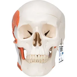 Funktionales Schädel Modell mit Kaumuskulatur, 2-teilig - 3B Smart Anatomy