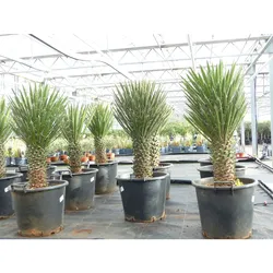 Yucca Palme Filifera, 90 cm, Stamm 20 - 30 cm Tambasi Yucca, winterhart -13 Grad