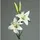 mucplants Großer künstlicher Lilienzweig Creme ca. 84cm Seidenblumen Kunstblume Kunstpflanze