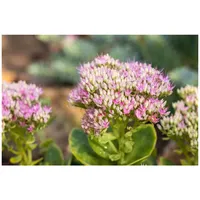 Pflanzen Für Dich Sedum spectabile Carmen Fetthenne, ca. 9x9