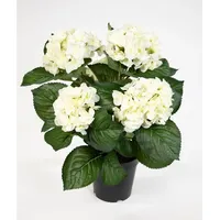 Seidenblumen Roß Hortensienbusch Deluxe 42cm weiß-Creme im Topf LM