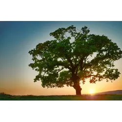 Fototapete PAPERMOON "BAUM-NATUR LANDSCHAFT HERBST WALD BÄUME SONNENUNTERGANG", bunt, B:3,50m L:2,60m, Vlies, Tapeten