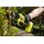 RYOBI Gartenschere RY18SCXA-0 ohne Akku