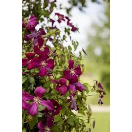 PlantaPro Clematis viticella 'Madame Julia Correvon' 60–100 Italienische Waldrebe 'Madame Julia Correvon',winterhart, deutsche Baumschulqualität, im Topf für optimales anwachsen