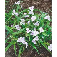 Pflanzen Für Dich Tradescantia x andersoniana Osprey ca. 9x9
