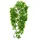 Zoo Med ZooMed Zoo Med BU-22 Congo Ivy, Medium