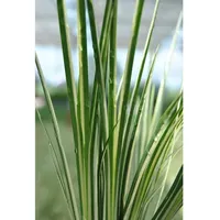 Pflanzen Für Dich Acorus gramineus 'Variegatus', Kalmus, ca. 9x9