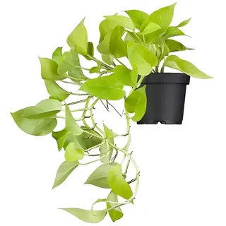 Piardino Baumfreund  (Philodendron Hybride, Topfgröße: 12 cm)