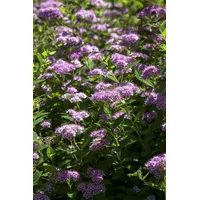 Pflanzen-für-dich.de - Spiraea japonica 'Little Princess' c 7 40-