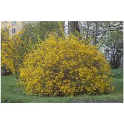 Forsythia intermedia 'Spectabilis', Forsythie, leuchtend gelb, 80–100 cm