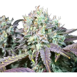 Blue Gem | Feminisierte Cannabissamen von Paradise Seeds 3 Samen