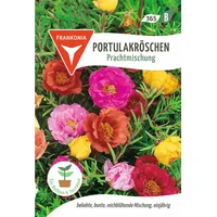 Frankonia Portulakröschen, Prachtmischung