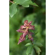 Pflanzen Für Dich Acer campestre Feldahorn 40–60 cm
