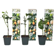 Plant in a Box - Passiflora edulis 'Frederick' - Höhe 25-40cm