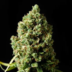Jack Herer Auto Cannabissamen 3 Stück