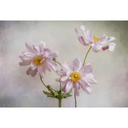 Fototapete PAPERMOON "Photo-Art MANDY DISHER, ANEMONEN", bunt, B:3,50m L:2,60m, Vlies, Tapeten