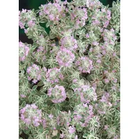 Pflanzen Für Dich Thymus x citriodorus 'Silver King' Zitronenthymian,