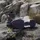 adidas Terrex Eastrail 2.0 Damen Olive Strata/Silver Dawn/Amber Tint 36