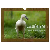 Calvendo Laufenten immer was zu Schnattern (Wandkalender 2026 DIN