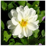 Artland Glasbild »Weiße Dahlienblüte«, Blumen, (1 St.), weiß
