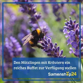 Kiepenkerl Saatgut Koreanische Minze für ca. 100 Pflanzen