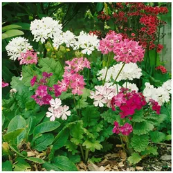 Primula sieboldii, Japanische Primel, rosa Blüten, ca. 9x9 cm Topf