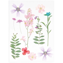 Rico Design Gepresste Blüten, Mix Set rosa violett, 11 Stk