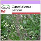 Saflax - Hirtentäschel - 1000 Samen - Capsella bursa-pastoris