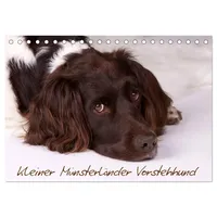 Calvendo Kleiner Münsterländer Vorstehhund (Tischkalender 2026 DIN A5 quer),