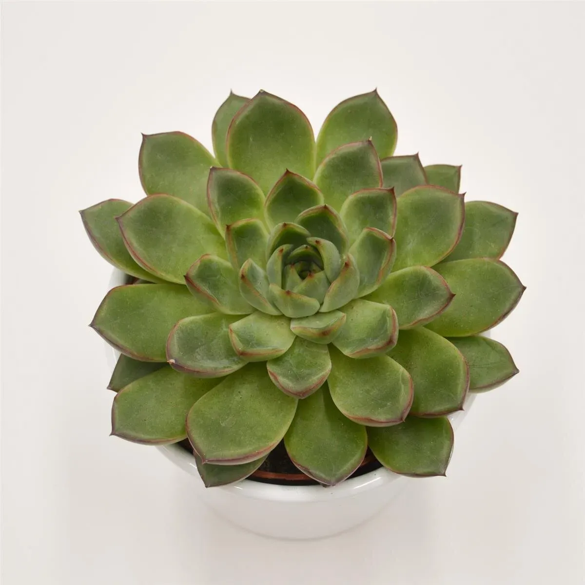 Echeveria Amado - 10,5cm