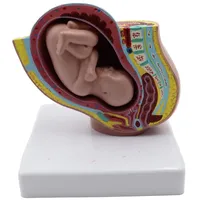 Nicear Schwangerschaft 9 Monate Baby Fötus Modell Harz Schwangerschaft Weibliches Becken Modell Klare Struktur Entwicklungsmodell