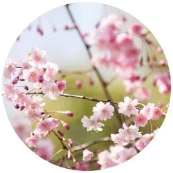 K&L Wall Art Vliestapete »Runde Vliestapete«, Kirschbaum Blüten Rosa, mehrfarbig, matt - bunt