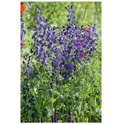 Aconitum napellus, Eisenhut, tiefblau, ca. 11x11 cm Topf