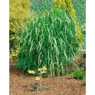 Pflanzen Für Dich Miscanthus Giganteus Aksel Olsen Chinaschilf 3-5 Liter Container