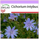 Saflax - Heilpflanzen - Wegwarte - 250 Samen - Cichorium intybus