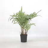 Plant in a Box - Künstliches Phlebodium – Höhe 80cm